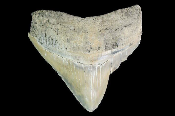 Serrated, Juvenile Megalodon Tooth - Aurora, North Carolina #142342